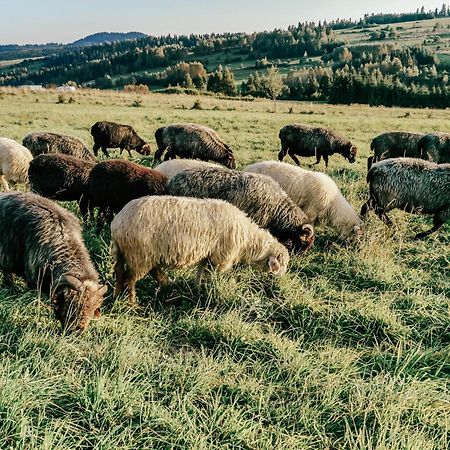 Domki Pod Wulkanem Villa Krosnica  Dış mekan fotoğraf