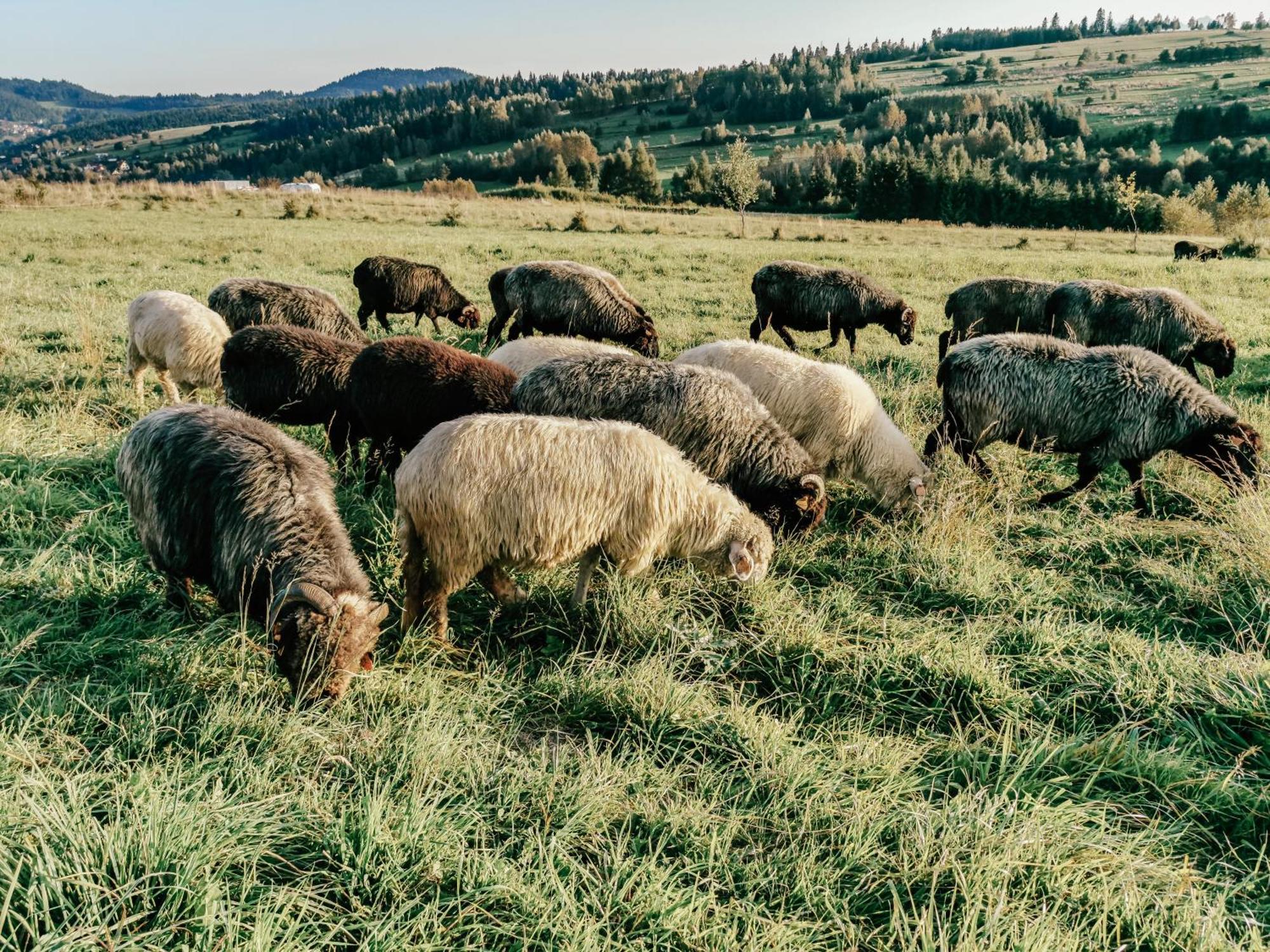 Domki Pod Wulkanem Villa Krosnica  Dış mekan fotoğraf