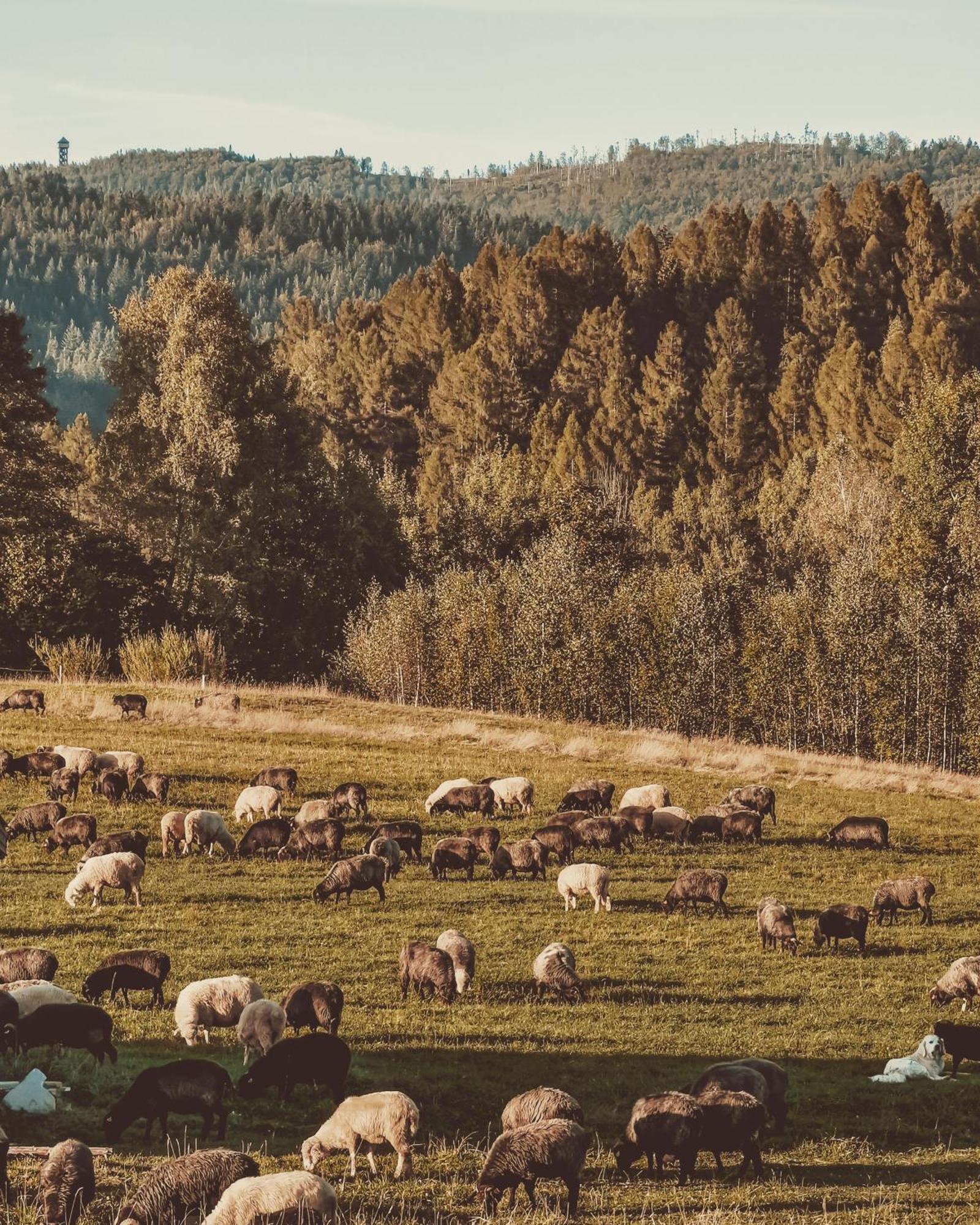 Domki Pod Wulkanem Villa Krosnica  Dış mekan fotoğraf