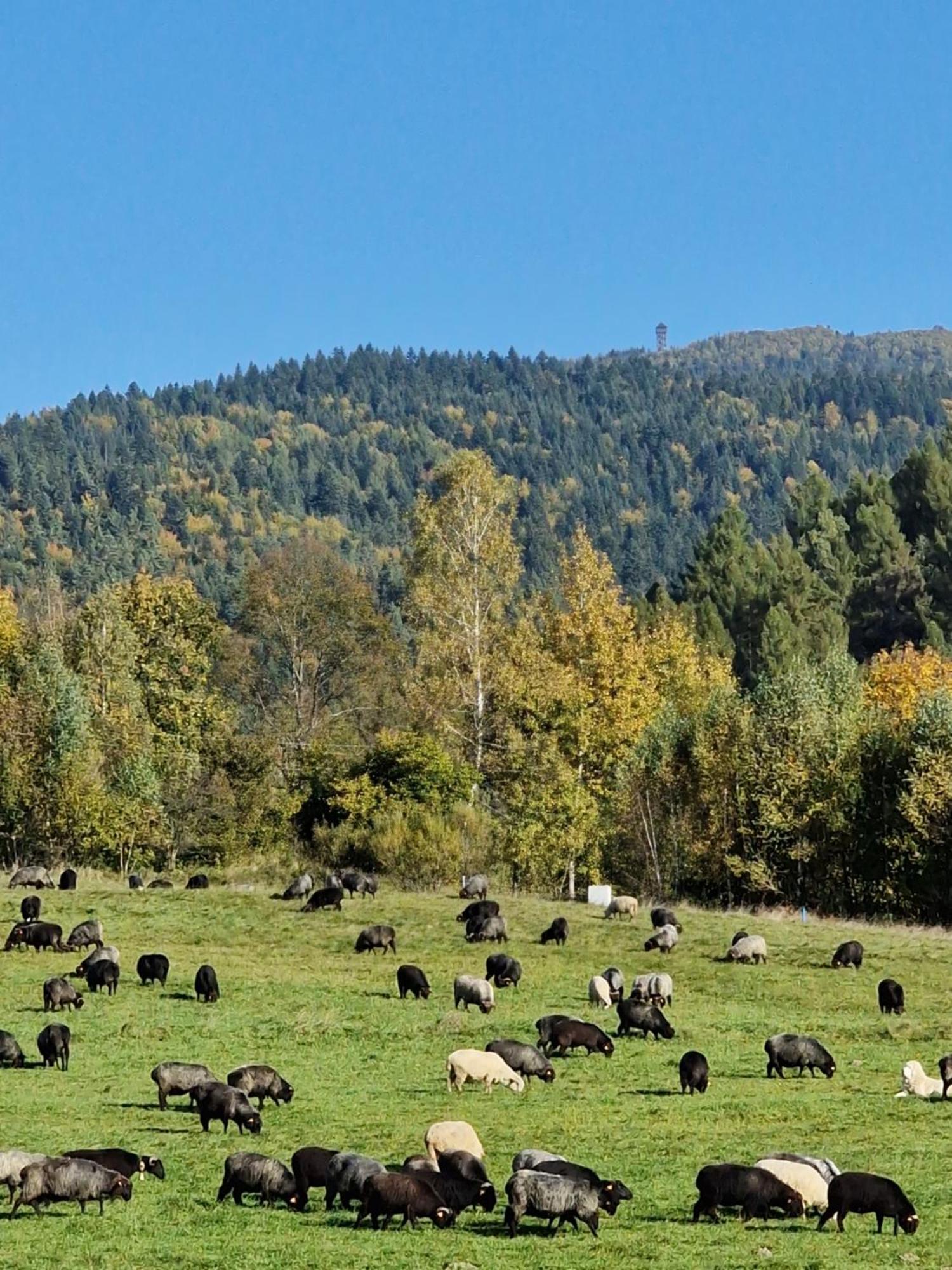 Domki Pod Wulkanem Krosnica  Dış mekan fotoğraf