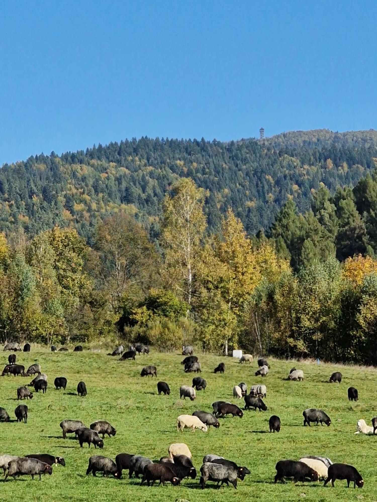 Domki Pod Wulkanem Villa Krosnica  Dış mekan fotoğraf